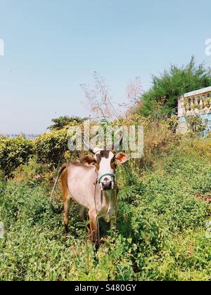 Une vache regardant au milieu du feuillage Banque D'Images