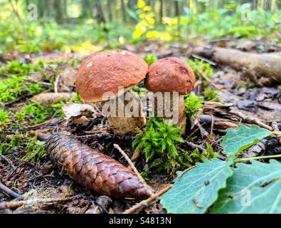 Deux jeunes calottes orange Leccinum aurantiacum à calotte rouge tige de bouleau bolete boletus champignons champignons poussant dans la forêt sol humide avec cône de conifères, mousse et feuilles tombées Banque D'Images