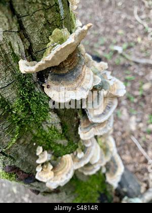 Champignons de sabots poussant à partir de tronc d'arbre Banque D'Images