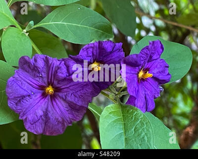 Fleurs bleues du buisson de pommes de terre Banque D'Images