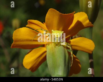 Araignée crabe rose femelle jaune et verte (Thomisus onustus) assise sous une fleur de souci orange Banque D'Images