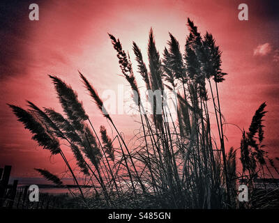 Silhouette d'herbe de Pampas contre un ciel rouge avec la mer au loin Banque D'Images