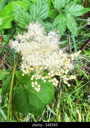 Meadowsweet Filipendula ulmaria mead moût pousse dans les zones marécageuses et le long des cours d'eau. Il peut être utilisé pour aromatiser les sirops, la bière, l'hydromel et d'autres aliments et boissons Banque D'Images