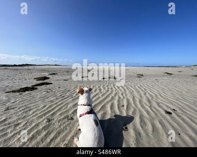 Un chien avec son dos à nous regarde sur une plage apparemment sans fin. Nous ne pouvons pas voir la mer, seulement du sable ondulé et des rochers au loin. La photo a été prise en Bretagne, en France, en été. Banque D'Images