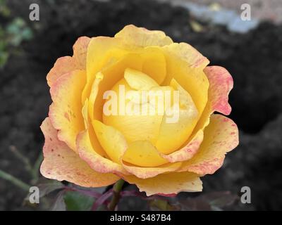 Une rose jaune teintée rose Banque D'Images