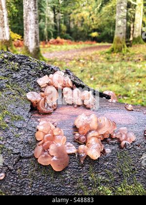 Hêtre Jelly Cup ou champignon Jellydisc poussant sur un hêtre tombé dans le parc national de New Forest Banque D'Images