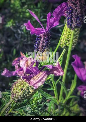 Une abeille à miel qui recherche du nectar et du pollen sur une fleur de lavande. Concentrez-vous sur le premier plan. Pollinisation. Fleurs et pollinisateurs. Banque D'Images