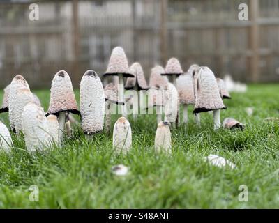 Grands tabourets blancs dans un champ Banque D'Images