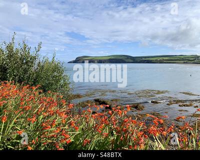 Vue sur l'estuaire jusqu'à Newport Beach avec des plantes de kaffir Lilly orange au premier plan Banque D'Images