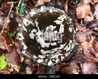 Gros plan du champignon Magpie Inkcap (Coprinopsis picacea) de taches blanches sur le chapeau du champignon, poussant à Knightwood Oak, New Forest National Park Hampshire Royaume-Uni Banque D'Images