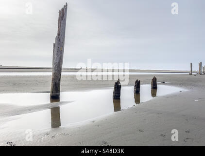 Restes de poteaux en bois et de pylônes sur la plage de la jetée abandonnée le long de la côte de l'État de Washington Banque D'Images