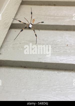 Banana Spider Florida Banque D'Images