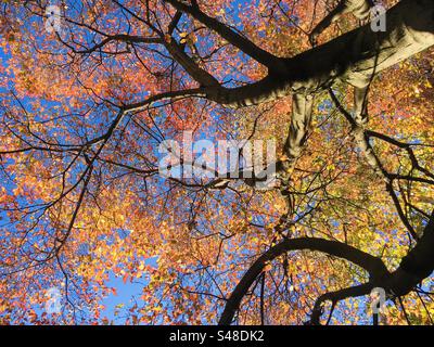 L'érable rouge (Acer rubrum) en automne tombe de bas en haut Banque D'Images