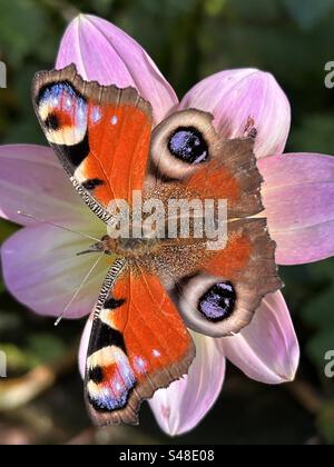 Gros plan de papillon paon le bel insecte sur les pétales de fleur de dahlia rose en automne dans le jardin Banque D'Images