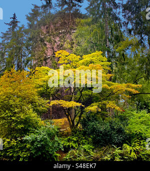 Château d’eau dans le parc des volontaires de Seattle caché par un feuillage luxuriant Banque D'Images