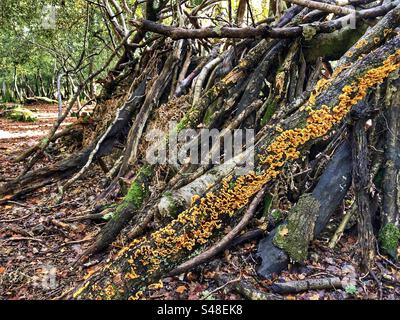Champignon de la croûte de rideau poilu (Stereum hirsutum) poussant dans un abri de survie dans le parc national de New Forest Hampshire, Royaume-Uni Banque D'Images