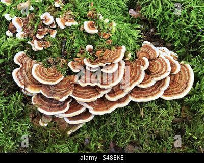 Champignon de la queue de dinde (Trametes versicolor) poussant dans les bois de crabe à Winchester, Hampshire, Royaume-Uni Banque D'Images
