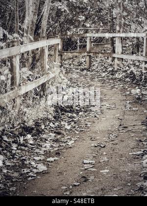 Feuilles d'automne sur un chemin entre des clôtures en bois Banque D'Images