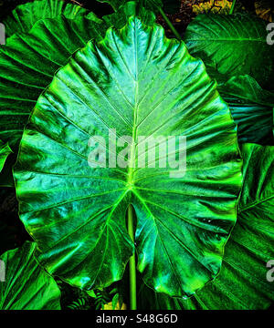 vue de dessus d'un gros plan sur une grande feuille verte tropicale d'une plante dans la forêt de jungle Banque D'Images