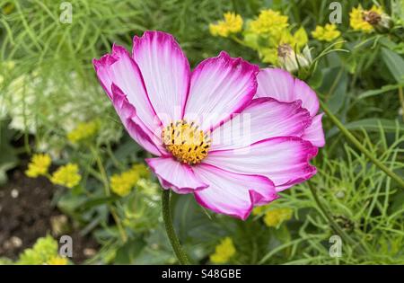 Fleur Cosmos simple, blanche avec des bords roses Banque D'Images