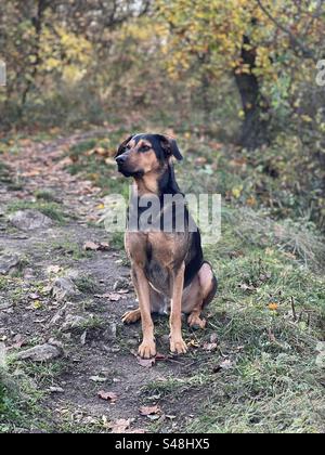 Chien, mélange de race, chien assis, chien assis en automne, heure d'automne avec chien Banque D'Images