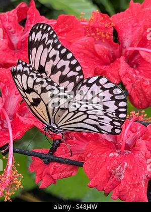 Beau papillon sur les fleurs Banque D'Images