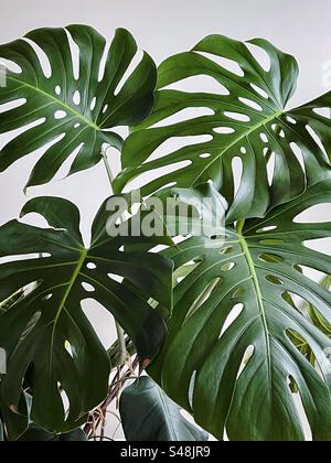 Gros plan de grandes feuilles de Monstera deliciosa plante d'intérieur contre le mur blanc. Banque D'Images