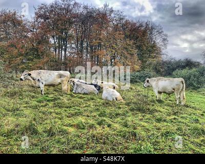 Le bétail blanc britannique a pour habitude d'aider à encourager la faune à prospérer, se reposant en automne au sommet de St Catherine's Hill, Winchester, Hampshire, Royaume-Uni Banque D'Images