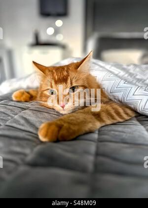 Ginger Cat (Frank) sous les couvertures Banque D'Images