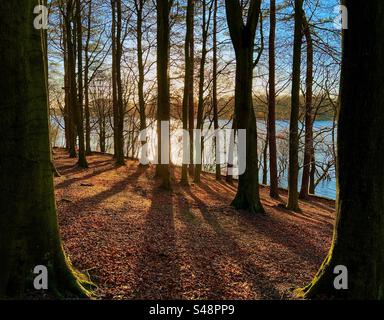 Feuilles d'automne tombées parmi les arbres par réservoir à Rivington près de Chorley dans le Lancashire Banque D'Images