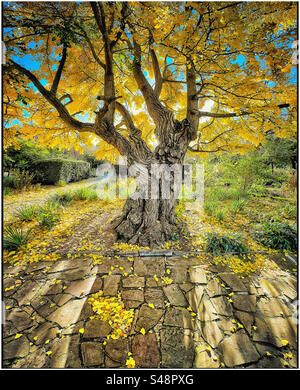 Un arbre en automne à Peckham Rye Park. Banque D'Images