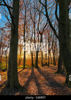 Couleurs de bois automnales en fin d'après-midi à Adlington près de Chorley dans le Lancashire Banque D'Images