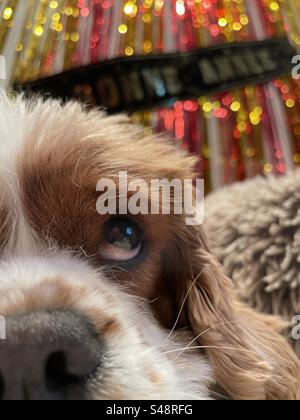 Cocker Spaniel Eye brun clair et blanc regardant vers le haut avec grand nez, bannière bonne année et décoration murale frange rouge et or Banque D'Images