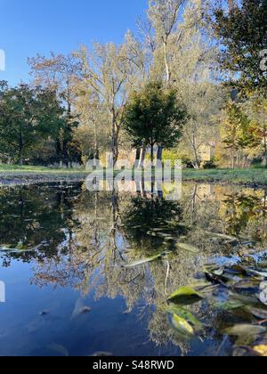 Reflet d'arbres verts et jaunes dans une flaque d'eau donnant l'impression que l'eau est un lac. Limoux, France Banque D'Images