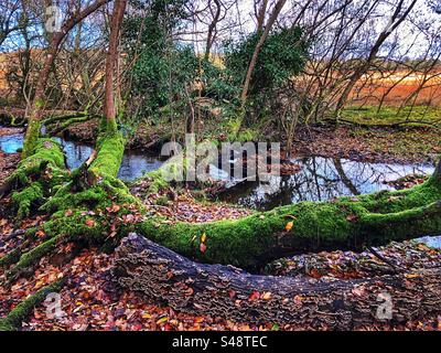 Champignon de queue de dinde poussant sur souche d'arbre pourrie et branches poussant sur des arbres tombés au-dessus du ruisseau d'eau Dockens en automne Banque D'Images