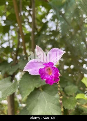 Orchidée a fleuri dans un jardin communautaire à Singapour - tout en marchant à travers le trottoir a eu un coup d'oeil de fleur a cassé Banque D'Images