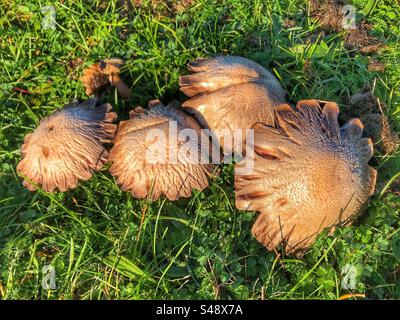 Champignons des champs poussant à l'automne sur St. Réserve naturelle de Catherine's Hill, Winchester, Hampshire, Royaume-Uni Banque D'Images