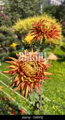 Gros plan sur les chrysanthèmes orange et jaune vibrants à l'exposition Yangcheng Chrysanthemum à Guangzhou, présentant de superbes pétales et des couleurs riches Banque D'Images