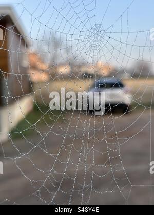 Plan rapproché d'une toile d'araignée recouverte de quelques perles sur un fond de parking et de voiture. Banque D'Images