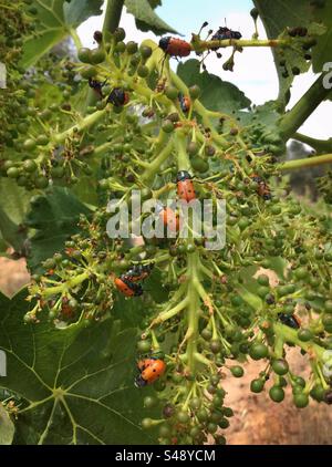 Insectes Clytra sur grappes de raisins dans le vignoble, Catalogne, Espagne. Banque D'Images
