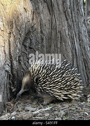 Echidna assise au pied d'un arbre à Phillip Island Australie. Les Echidna sont originaires d’Australie et sont des mammifères. Banque D'Images