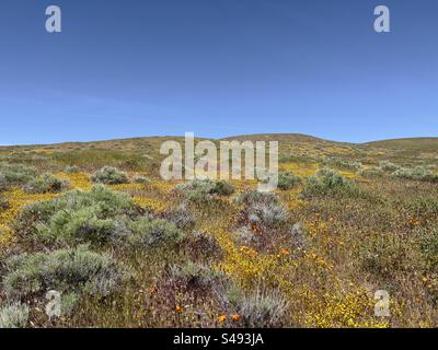 Colline couverte de fleurs sauvages jaune vif et orange lors d'une super floraison printanière en Californie du Sud Banque D'Images