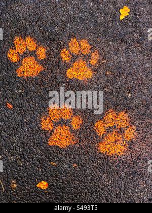 Impressions de pattes peintes en orange ou route Banque D'Images