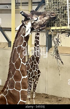 Girafe au projet de zoo de bristol Banque D'Images