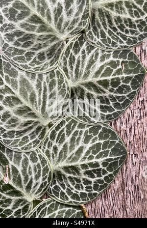 Plante Monstera dubia/bardeau, originaire d'Amérique centrale et du Sud, une vigne rampante poussant sur une planche de bois avec les feuilles couchées à plat, une caractéristique unique de cette plante. Banque D'Images