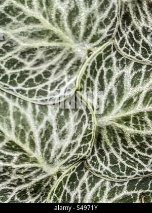 Gros plan des feuilles de Monstera dubia/plante de bardeaux montrant le motif de venation. Plein format. Arrière-plans. Vigne rampante, originaire d'Amérique centrale et du Sud. Banque D'Images
