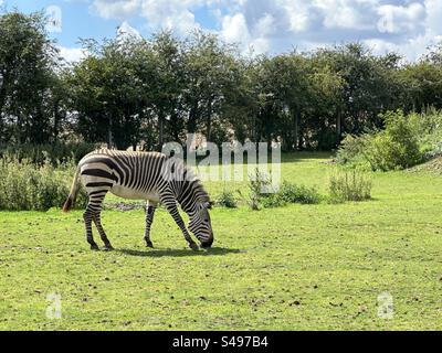 Zèbre paissant sur l'herbe dans un zoo Banque D'Images