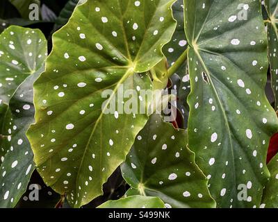 Gros plan plein cadre de feuilles de Begonia maculata/polka dot begonia. Arrière-plans. Motif naturel. Banque D'Images