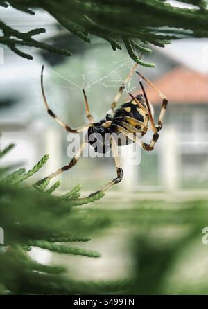 Araignée sur le toit faisant de la toile dans un genévrier. Banque D'Images