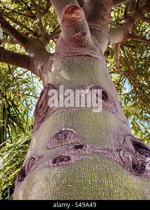 Vue à faible angle du tronc d'arbre bulbeux et des branches de Brachychiton rupestris / Queensland Bottle Tree, un arbre indigène de l'Australie qui stocke l'eau dans son tronc. Banque D'Images